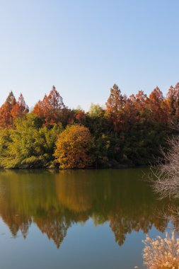 sonbahar orman ve su birikintisi