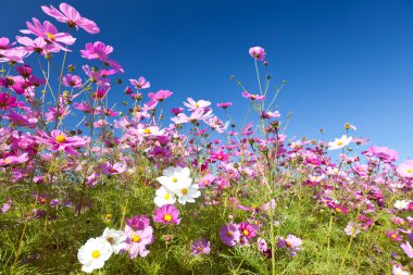 Cosmos çiçek ve gökyüzü