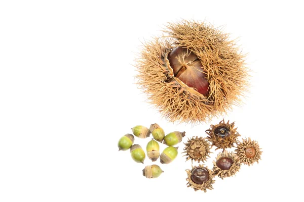 Chestnut and acorns — Stock Photo, Image