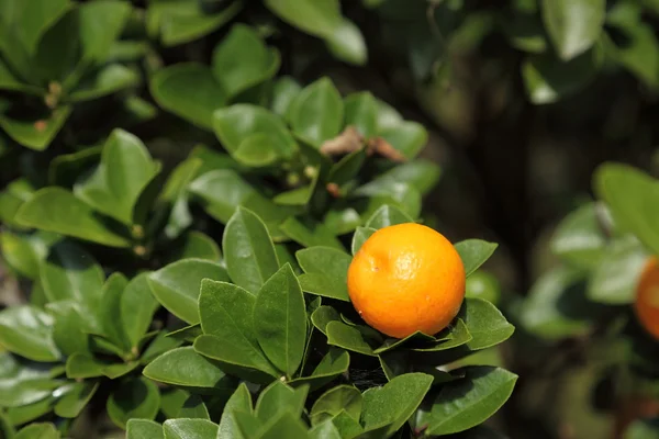 Kumquat — Stock Photo, Image