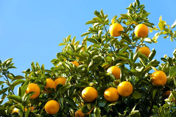 Tree of the citrus fruit is ripe — Stock Photo, Image