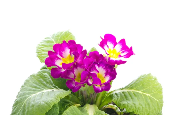 Blomma av primula — Stockfoto
