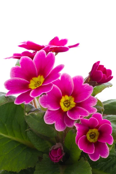 Flor de la Primula — Foto de Stock