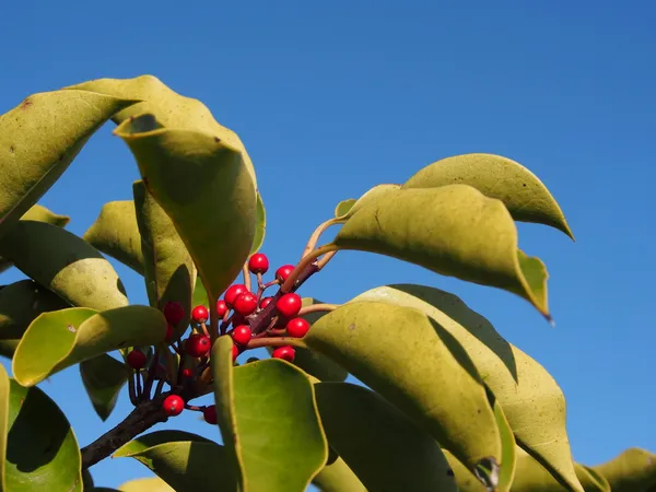 Acebo de hoja redonda con bayas rojas están maduras —  Fotos de Stock