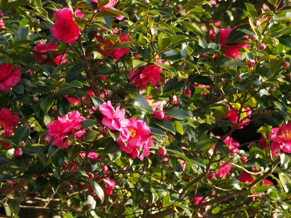 Blumen blühen sasanqua — Stockfoto