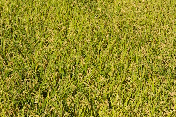 Reisfelder kurz vor der Ernte — Stockfoto