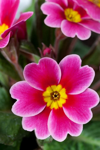 Цветок Примулы — стоковое фото