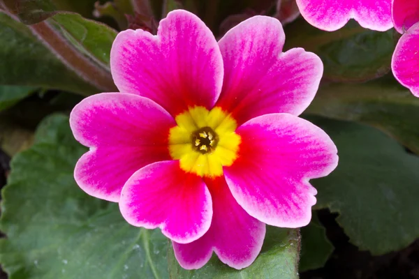 Blomma av primula — Stockfoto