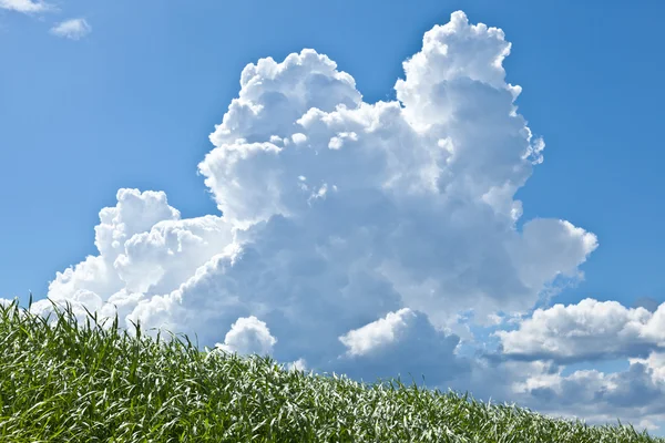 Trawa i latem thunderhead — Zdjęcie stockowe