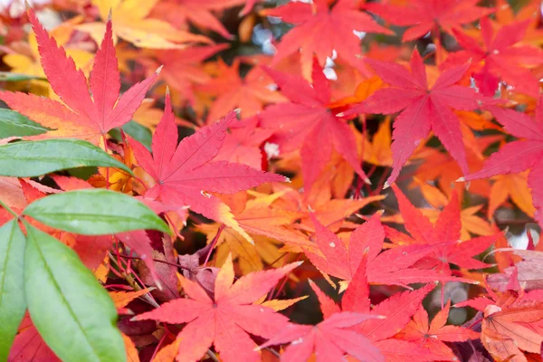 Maple leaves — Stock Photo, Image