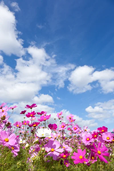 Kosmos Blume und der Himmel — Stockfoto