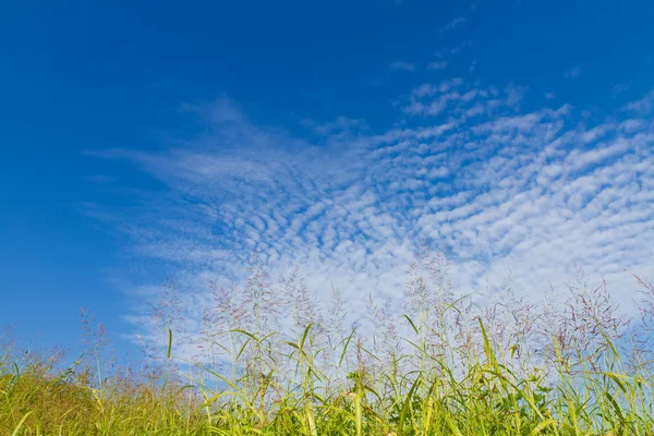 Cielo otoñal y la hierba — Foto de Stock