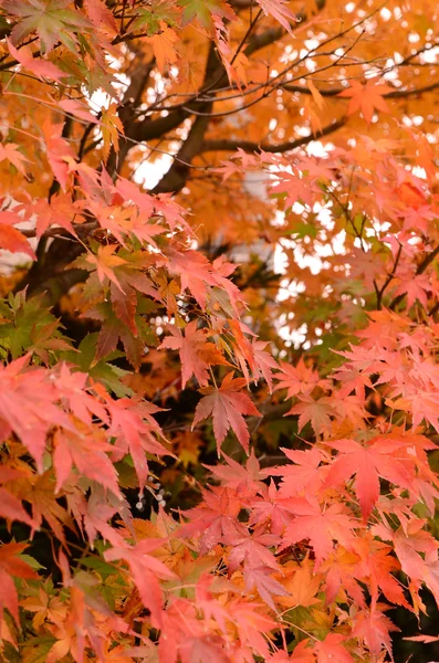 Maple leaves — Stock Photo, Image