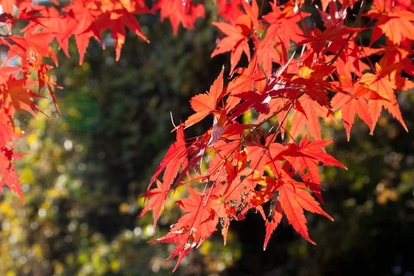 Maple leaves — Stock Photo, Image