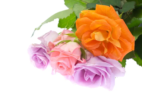 Blommor av rose — Stockfoto