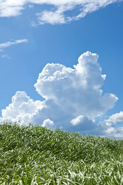 Grass and summer thunderhead — Stock Photo, Image