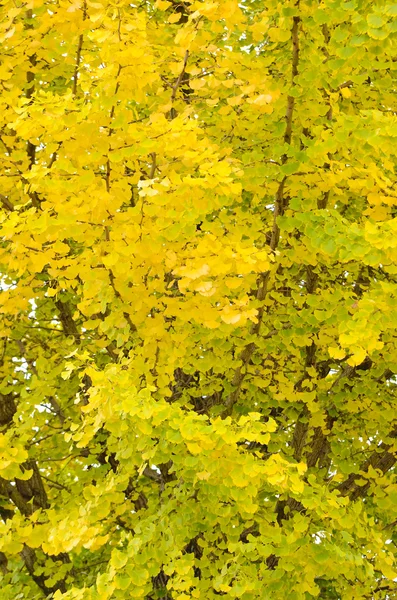 GINKGO TREE IN AUTUNNO — Foto Stock