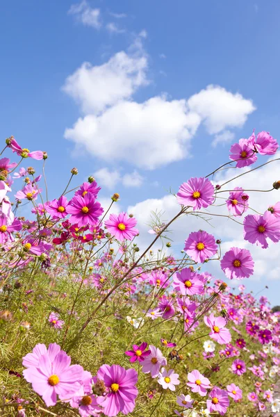 波斯菊花卉和天空 — 图库照片