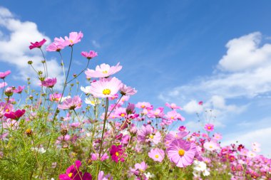 Cosmos çiçek ve gökyüzü