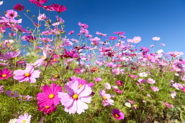 Cosmos çiçek ve gökyüzü