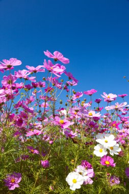 Cosmos çiçek ve gökyüzü