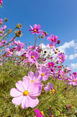 Cosmos çiçek ve gökyüzü