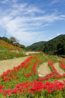 amaryllises ve çeltik