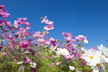 Cosmos çiçek ve gökyüzü