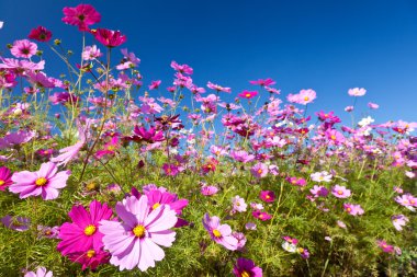 Cosmos çiçek ve gökyüzü