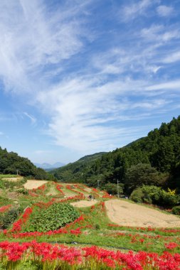 amaryllises ve çeltik