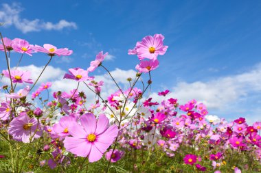 Cosmos çiçek ve gökyüzü