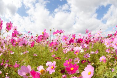 Cosmos çiçek ve gökyüzü
