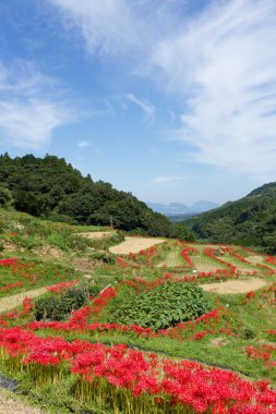 amaryllises ve çeltik