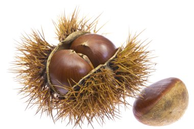 kestane