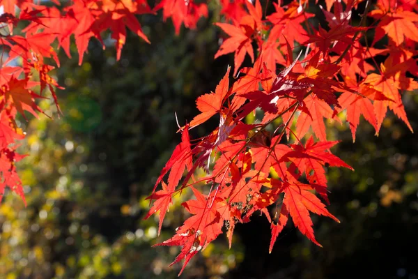 Maple leaves — Stock Photo, Image