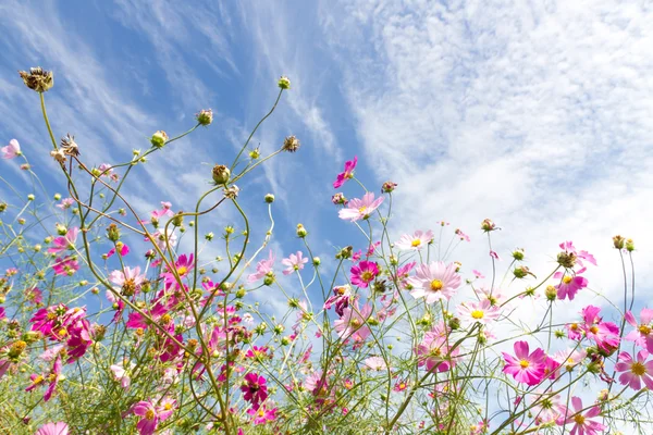 Kosmos blomma och himlen — Stockfoto