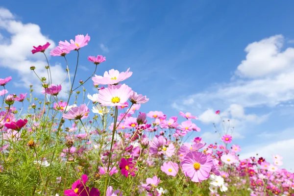 波斯菊花卉和天空 — 图库照片