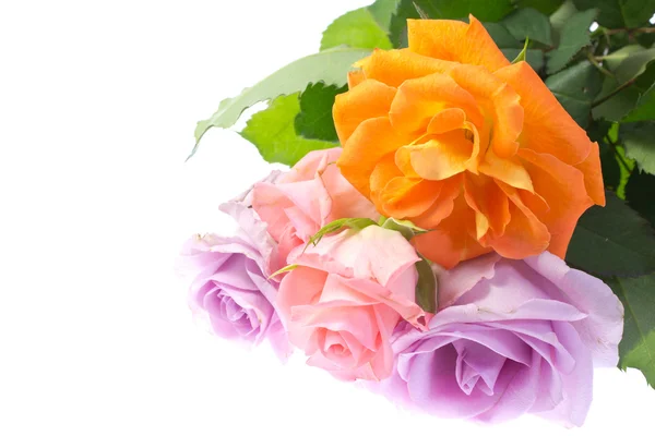 Flowers of roses — Stock Photo, Image