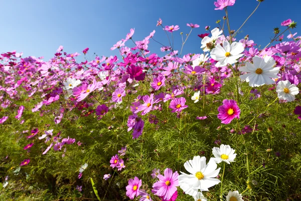 Cosmos flower and the sky — Stock Photo, Image