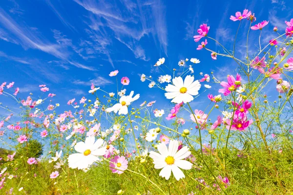 Flor del Cosmos y el cielo — Foto de Stock