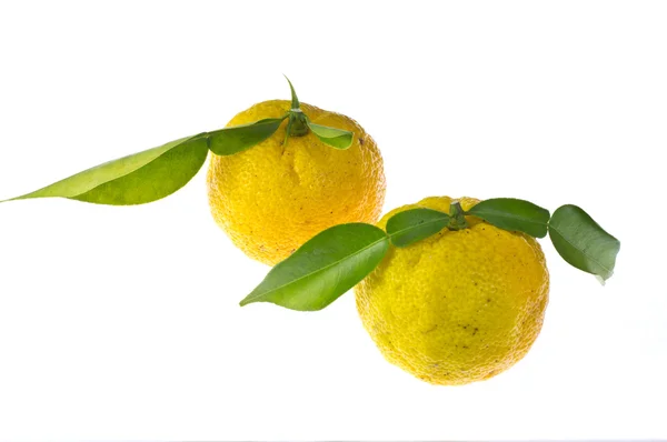 Citron — Stock Photo, Image