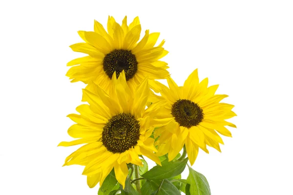 Sunflower — Stock Photo, Image