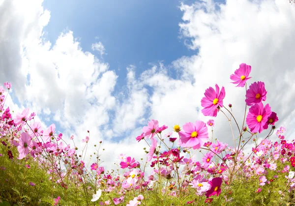 Kosmos blomma och himlen — Stockfoto