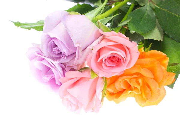 Flower of roses — Stock Photo, Image