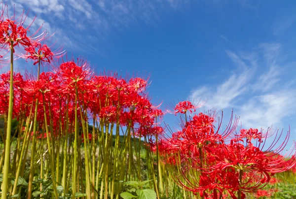 Amaryllis — Stockfoto