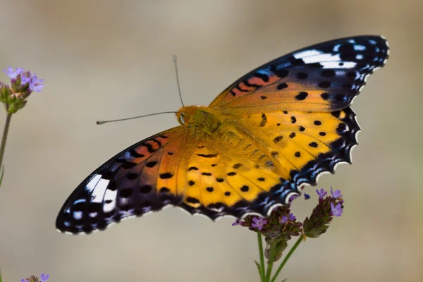 Ninfalidae — Fotografia de Stock