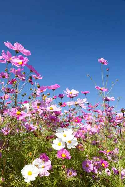 Cosmos çiçek ve gökyüzü — Stok fotoğraf