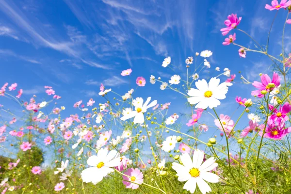 Cosmos flower and the sky — Stock Photo, Image