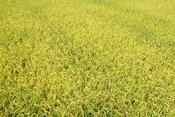 Rice paddy field — Stock Photo, Image