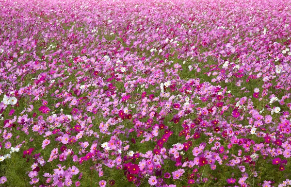 Cosmos flower — стоковое фото